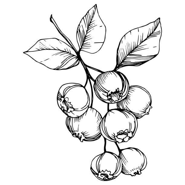 Vector Blueberry black and white engraved ink art. Berries and leaves. Isolated blueberry illustration element. Vector Blueberry black and white engraved ink art. Berries and leaves. Leaf plant botanical garden floral foliage. Isolated blueberry illustration element. blueberry illustrations stock illustrations