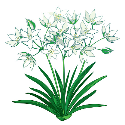 Vector bouquet with outline Ornithogalum or Star-of-Bethlehem flower bunch in pastel, bud and green foliage in isolated on white background.