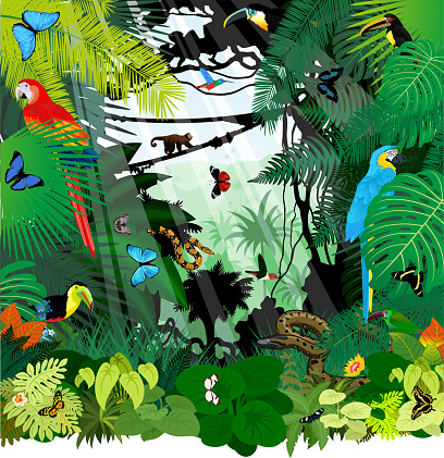 Vector brazil rainforest jungle illustration with parrot macaw ara, toucan, anaconda, hummingbirds and butterflies