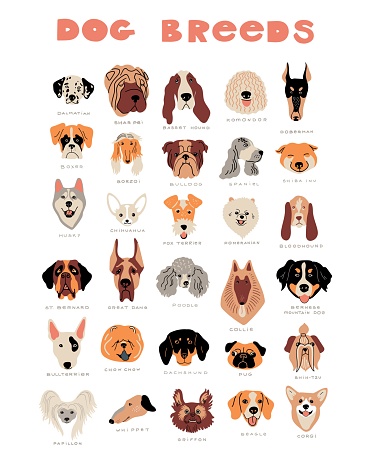 Vector cartoon dog breeds. Cute doodle illustration. Set of different dog faces, front view
