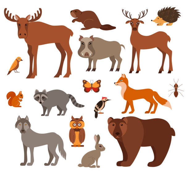 Vector cartoon flat style forest animals Vector set of forest animals made in cartoon flat style. Zoo collection of fox, wolf, bear, moose, hedgehog, reindeer, owl, boar, raccoon, woodpecker, hare. All elements are isolated moose stock illustrations