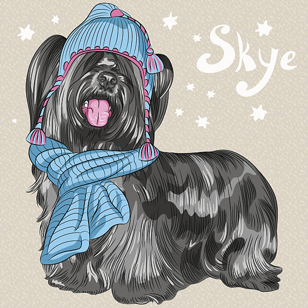stockillustraties, clipart, cartoons en iconen met vector cartoon hipster dog skye terrier breed smiling - isle of skye