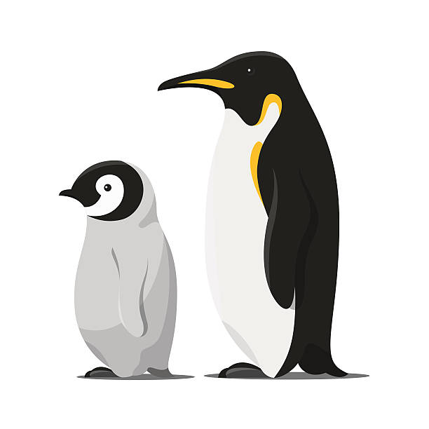 Vector cartoon style illustration of penguins. Vector cartoon style illustration of two penguins. Isolated on white background. penguin stock illustrations