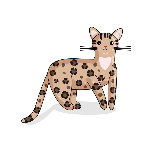 Vector Character of Bengal Cat in Kawaii Style Vector Character of Bengal Cat in Kawaii Style. Cute Cartoon Kitty Character. Funny Kitten isolated on White Background. Sticker of Kawaii Animal, Pet. Flat design. Usable for Children's Book bengals stock illustrations