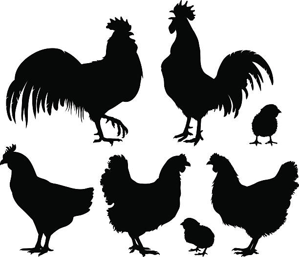 Vector chicken silhouettes Detailed quality vector silhouettes of chickens - hens, roosters and baby chicks. Vector Illustrations. chicken stock illustrations