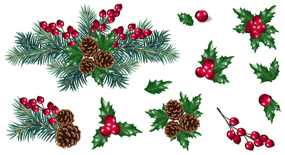 Vector Christmas decoration with pine tree branches  and red berries. Christmas concept