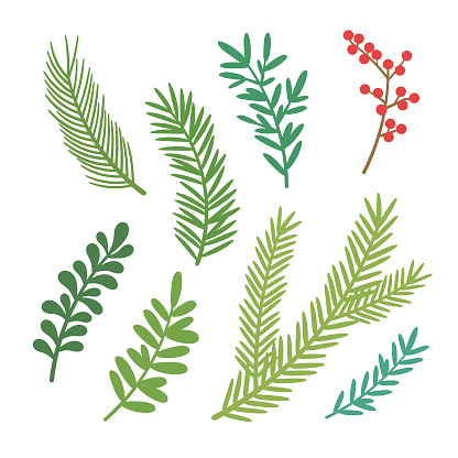 Vector Christmas Elements. Set of Christmas Tree Branches.