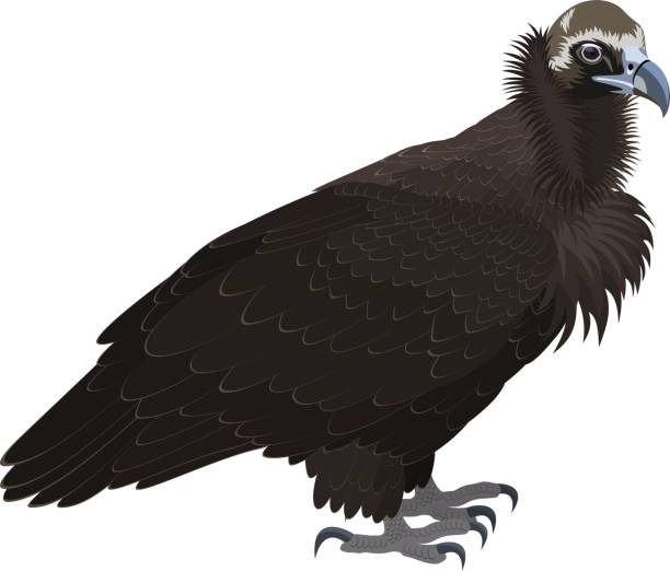 vector Cinereous vulture (Aegypius monachus), also known as the the Eurasian black vulture or monk vulture. Wildlife animal. vector Cinereous vulture (Aegypius monachus), also known as the the Eurasian black vulture or monk vulture. Wildlife animal. american black vulture stock illustrations
