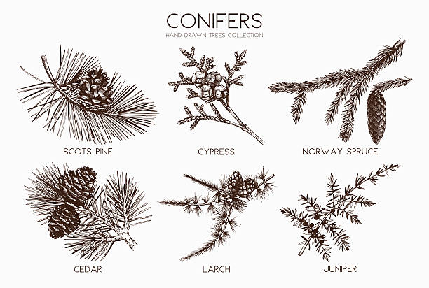 stockillustraties, clipart, cartoons en iconen met vector collection of conifers illustration. - cipres