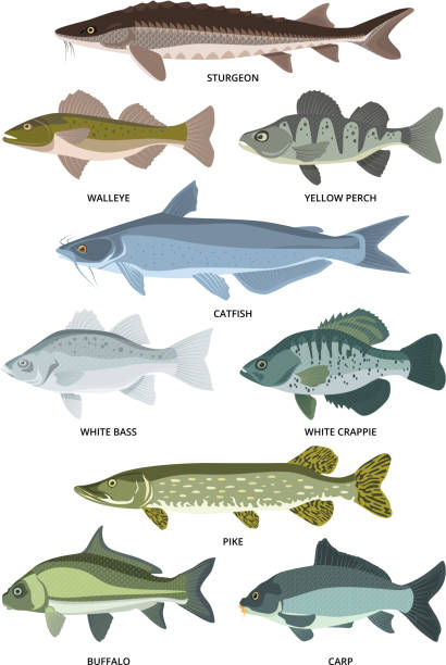 Vector collection of different kinds of freshwater fish Vector collection of different kinds of freshwater fish. Fresh aquatic fish, sturgeon and walleye, perch and crappie illustration river clipart stock illustrations