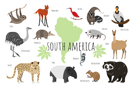 Vector collection with south american animals. Illustration with cute animals for children. Sloth, marmoset, anteater, ibis, maned wolf, tapir, llama, jaguar, rhea, agouti, bear, opossum, armadillo.