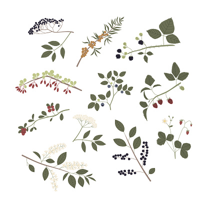 Vector color hand drawn flat illustration set of forest berry with branches, leaves, flowers and berries. Isolated on white background. Bird cherry, blueberry, dewberry, strawberry, raspberry, sambucus, sea buckthorn, barberry, lingoberry