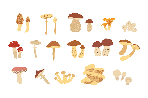 Vector color hand drawn flat illustration set of mushrooms. Isolated on white background. Autumn forest harvest