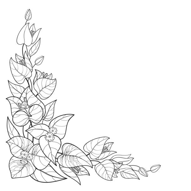 Bougainvillea Drawing Illustrations, Royalty-Free Vector Graphics ...