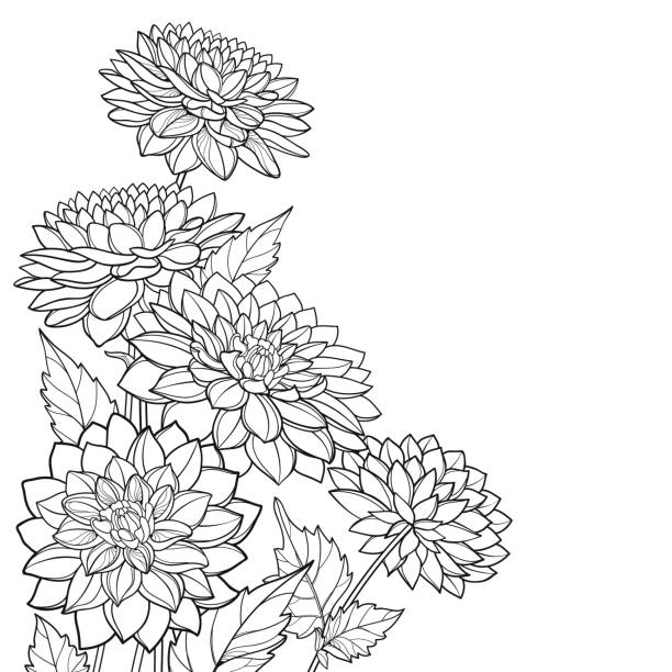 bildbanksillustrationer, clip art samt tecknat material och ikoner med vector corner bukett av kontur dahlia eller dalia blomma och utsmyckade blad i svart isolerade på vit bakgrund. - dahlia