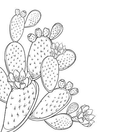 Vector corner bunch of outline Indian fig Opuntia or prickly pear cactus, flower, fruit and spiny stem in black isolated on white background.