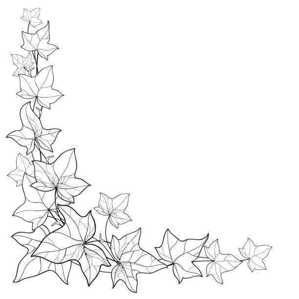 Ivy Drawing Illustrations, Royalty-Free Vector Graphics & Clip Art - iStock