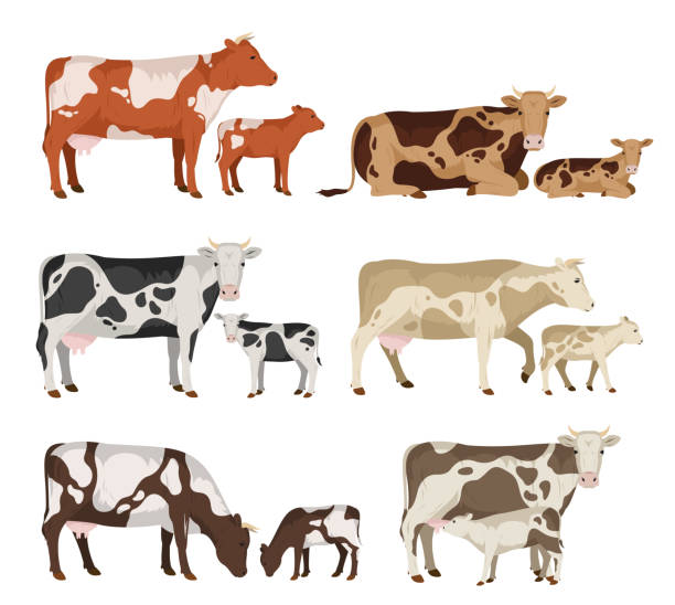 Vector cow and calf collection Vector cow and calf collection isolated on white for farms, groceries, packaging and branding brown cow stock illustrations