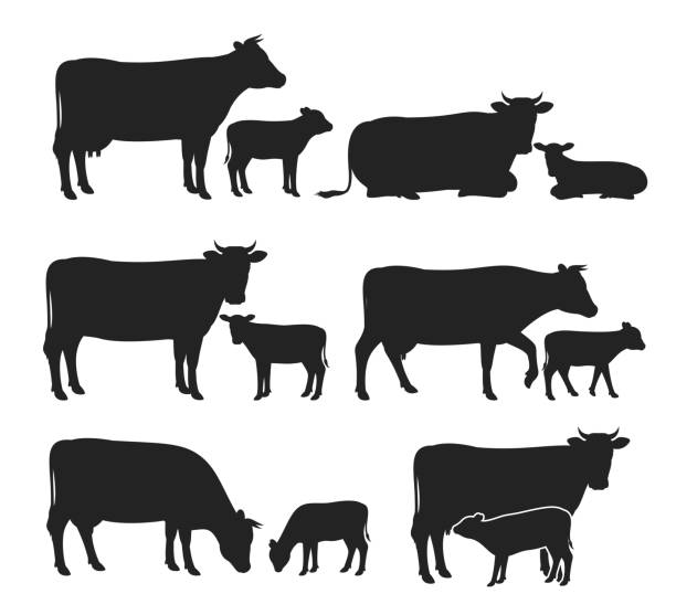 Vector cow and calf silhouettes collection Vector cow and calf silhouettes isolated on white for farms, groceries, packaging and branding brown cow stock illustrations