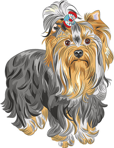 vector cute pedigreed dog Yorkshire terrier color sketch serious Yorkshire terrier red and black with bow yorkie haircuts stock illustrations
