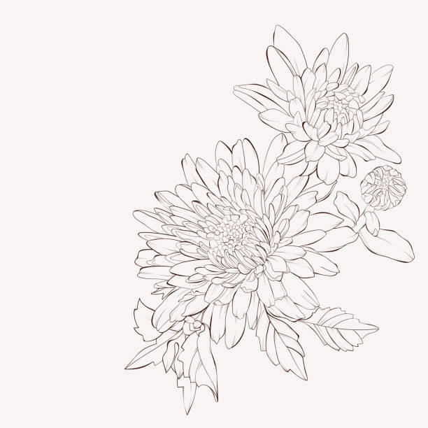 bildbanksillustrationer, clip art samt tecknat material och ikoner med vektor dahlia blomma. vektor dahlia blomma isolerad på vit bakgrund. element för design. handritade konturlinjer och stroke. - dahlia