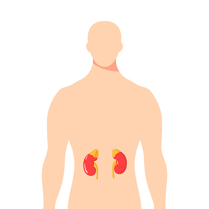 Adrenal glands inside of a male body. Vector illustration in flat style.