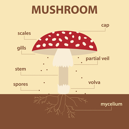 Vector Diagram Showing Parts Of Mushroom Whole Plant Agricultural