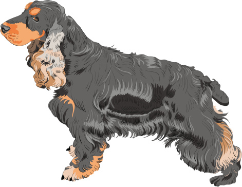 vector dog black English Cocker Spaniel breed