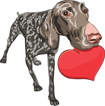 vector dog Kurzhaar breed holding a red heart