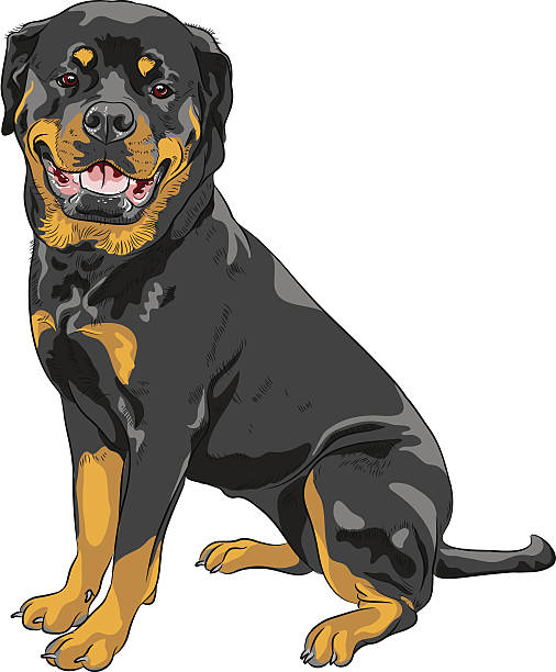 vector dog Rottweiler breed smiling dog Rottweiler breed sitting isolated on the white background rottweiler stock illustrations
