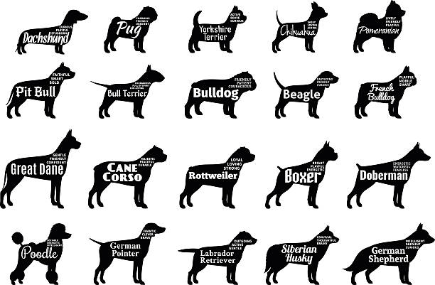 Vector dog silhouettes collection isolated on white Vector dog breeds silhouettes collection isolated on white. Dog icons collection for cynology, pet clinic and pet shop. Dog breeds names and personality description purebred dog stock illustrations