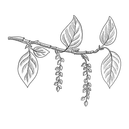 vector drawing branch of poplar tree with leaves