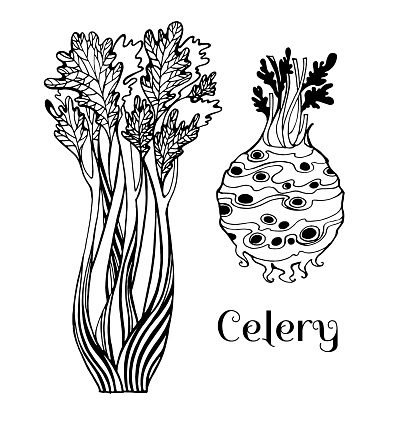 Vector drawing celery