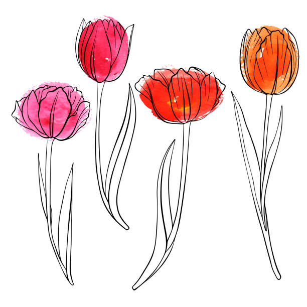 vector drawing flowers of tulip vector drawing flowers of red tulip, floral element swith watercolor spots, hand drawn illustration tulip stock illustrations