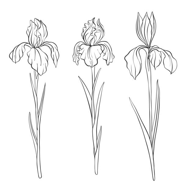 Best Drawing Of The An Iris Flower Illustrations, Royalty-Free Vector ...