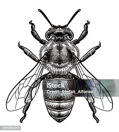 istock Vector drawing of a bee 1311344270