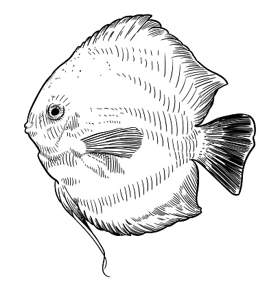 Vector drawing of a discus fish