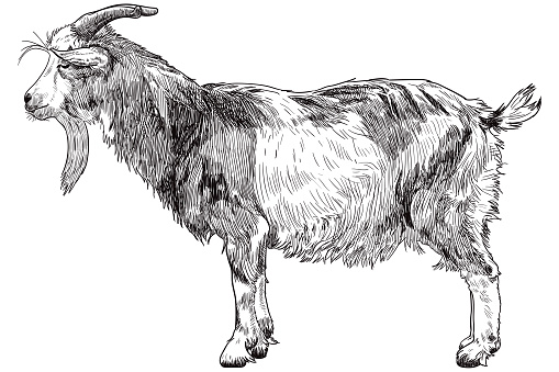 Vector drawing of a goat