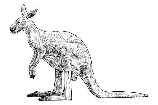 Vector drawing of a kangaroo