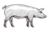 istock Vector drawing of a pig 1311112107
