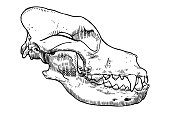 istock Vector drawing of a skull of a Saint Bernard dog 1411971189
