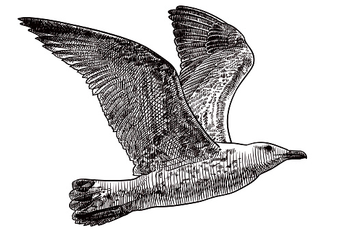 Vector drawing of flying seagull