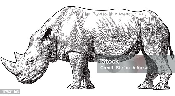 istock Vector drawing of Rhino 1178311163