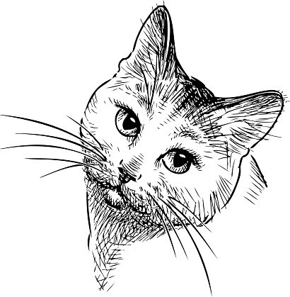 Vector drawing of the head of a house cat