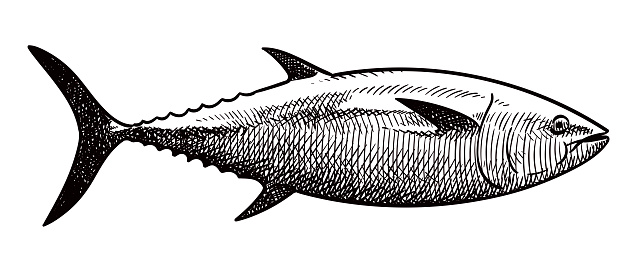 Vector drawing of tuna