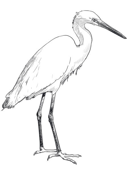 Vector drawing of white egret Illustration of standing heron heron family stock illustrations