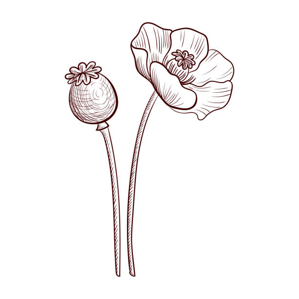 Poppy Seed Flower Illustrations, Royalty-Free Vector Graphics & Clip ...