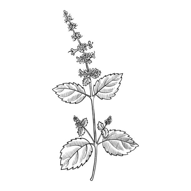 Tulsi Plant Illustrations, RoyaltyFree Vector Graphics
