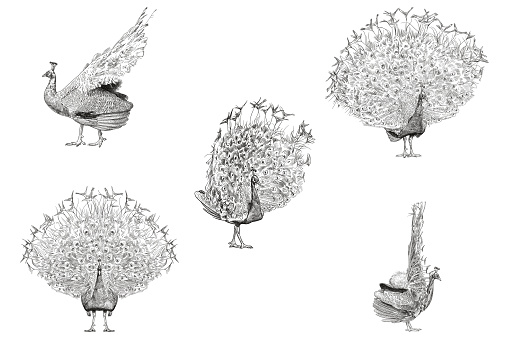 Vector drawings of a peacock