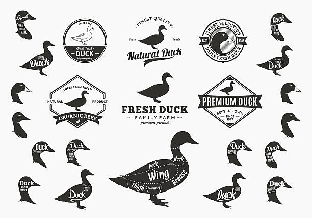 Vector Duck Labels, Icons, Charts and Design Elements Set of duck labels. Butchery labels with sample text. Duck design elements, icons and silhouettes for groceries, meat stores, packaging and advertising. Duck cuts diagram drake stock illustrations